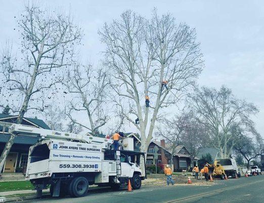 In this photo we are trimming some historical trees in downtown Visalia