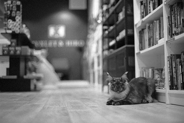 Bookstore cat!