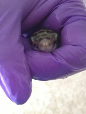 Green spotted pufferfish (freshwater) getting some dental work done