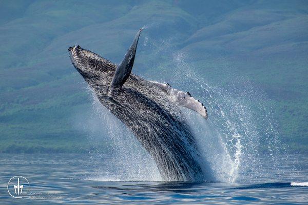 Whale watching January -March