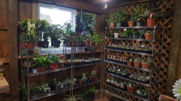 Lots of house plants including succulents, terrariums and air plants!