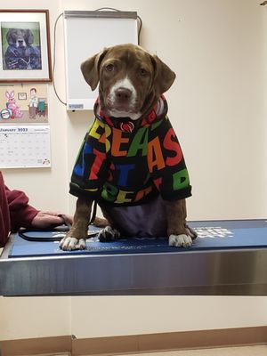 Coco at cedar veterinary hospital for her check up