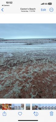 Beach with red seaweed