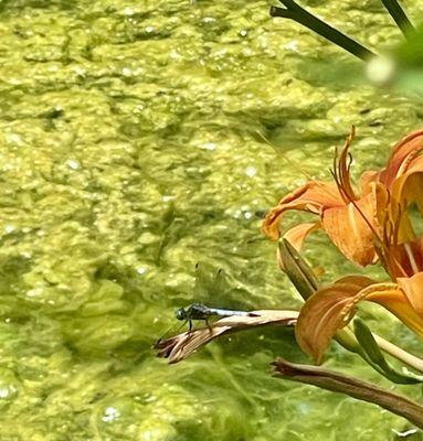 Dragonfly sunning himself.