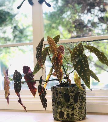 Spotted Begonia and bubble glaze pot