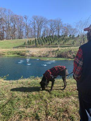 The beautiful pond with a perfect view