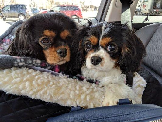 my rescued Luma (left) and puppy Piper who is currently being rescued & transported today!