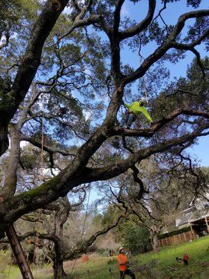 Heritage Tree Trimming