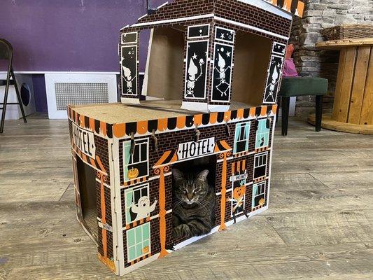 Cat hotel, no vacancy!