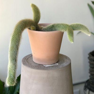 Cleistocactus winteri | Monkey Tail Cactus