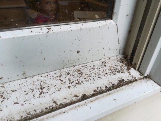 Windows before cleaning