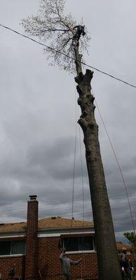 Red oak removal