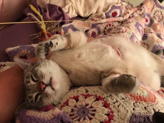 Maui blissing out in bed with me and her fav toys