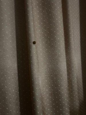 Bugs on curtains