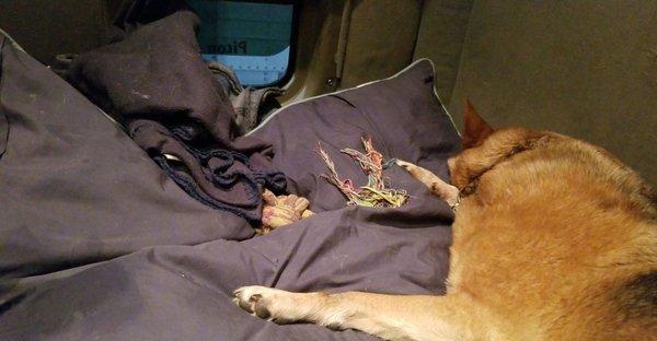 Pitou's big pillow with his toys in the bunk. Guarding the rt bunk window