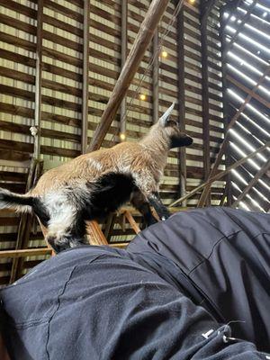 They love to climb on you while doing yoga!