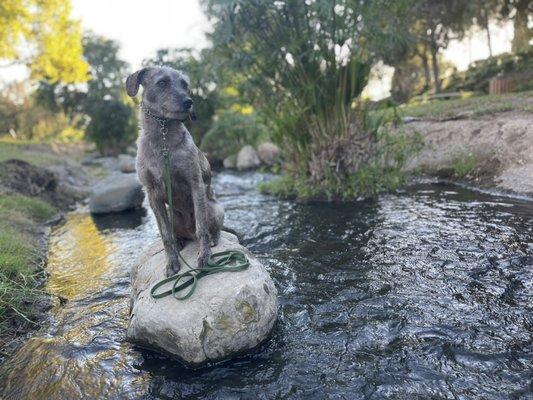 Milo at Eisenhower Park!