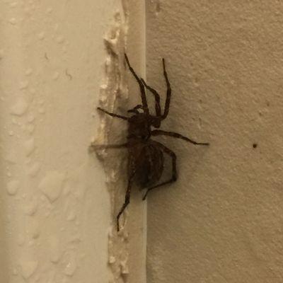 Hobo Spider