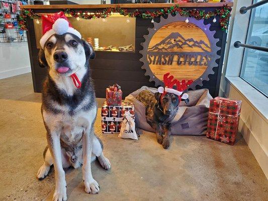 Our shop pups bring joy every day! Swing by to say hello and check out the latest gear. ‍ #BikeShopBuddies #PedalPower