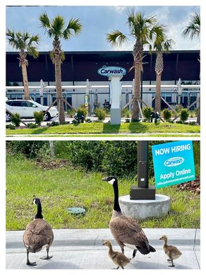 Hurry hurry let's waddle on in-lol. #GateExpressCarWash-PonteVedra