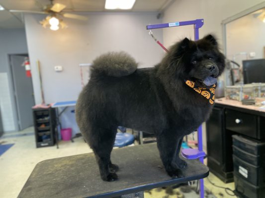 My groomed by Amanda Chow-Chow Moose.