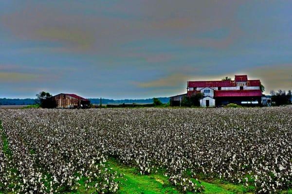 Cotton is still king, but Blues rocks the house.