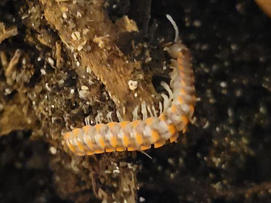 Millipede