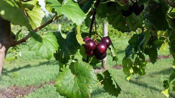 Variety of Fruit trees, vines and shrubs.