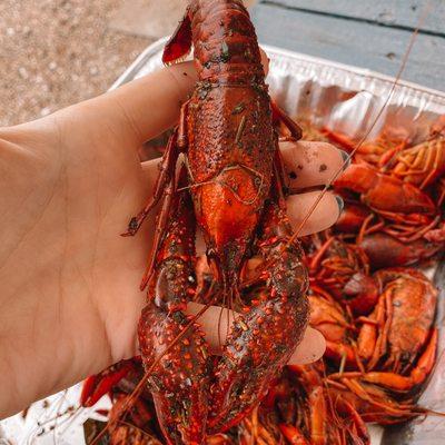 Great size and quality crawfish!