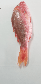 Our Red Snapper 2-3 oz