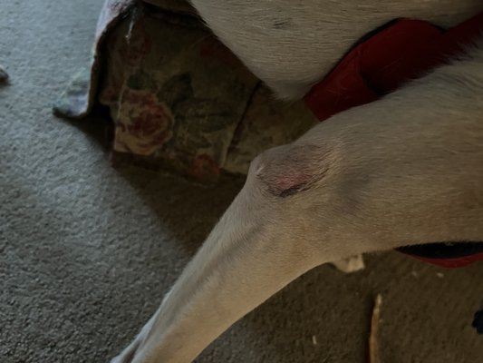 Scare or whatever on dogs leg from boarding .