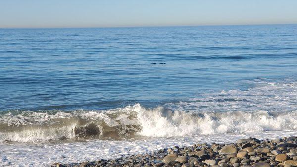 Seals and dolphins   kept saying  multiple times a day