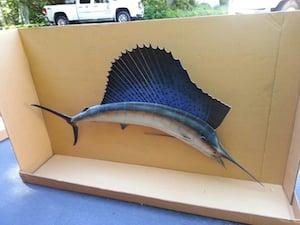 Crating a beloved sailfish for safe travels during a long distance move.