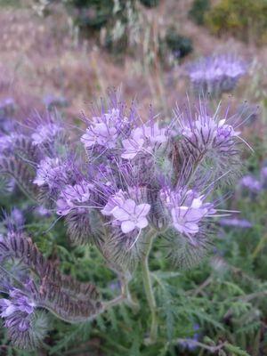 Wildflowers