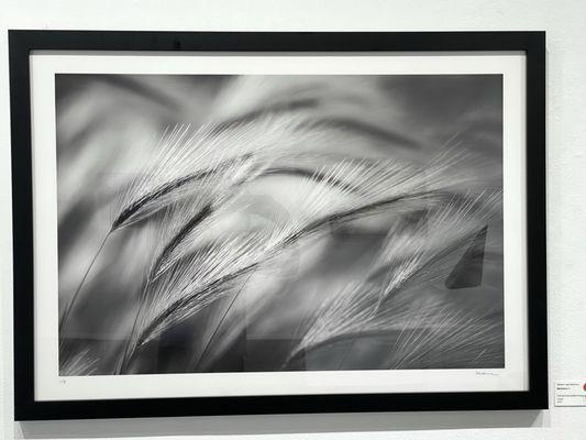 Fine Art photo, grass