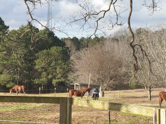 Buckhorn Farms