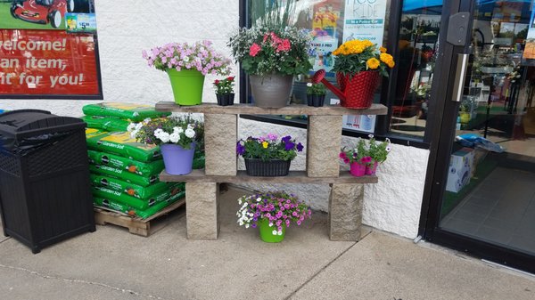 Potted plants are great for your front porch or as a gift for Mother's Day.