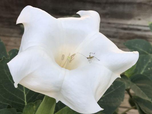 Moon Flower