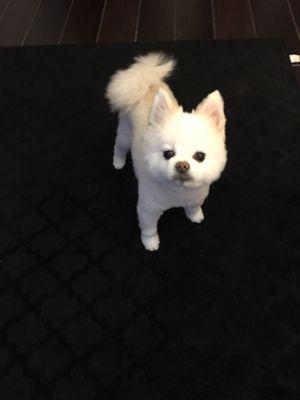 Pinky after her hair cut!