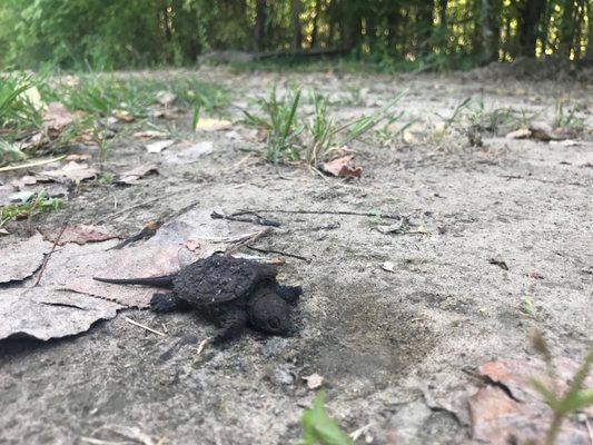 Baby Alligator Snapping Turtle we rescued and handed over to a reptile handler who works with MO conservation