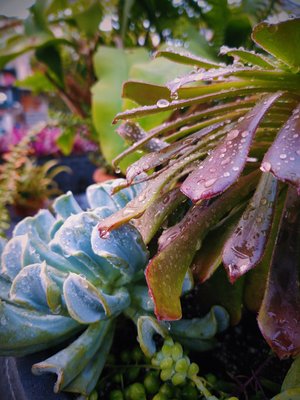 Succulents up close and personal