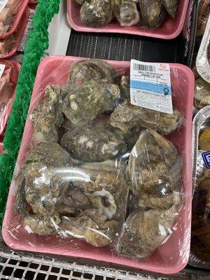 Oysters