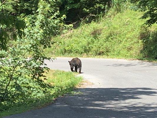 Bear leaving after I went into cabin