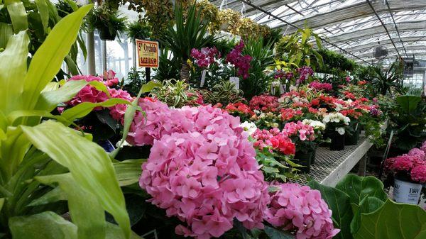 Holy hydrangeas!