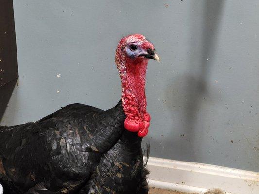 Black Turkey wants to LIVE!  [He's in a committed relationship!]