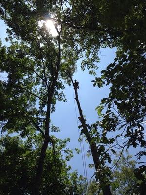 Their climber in a large oak tree.