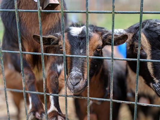 Look at these mini goats.