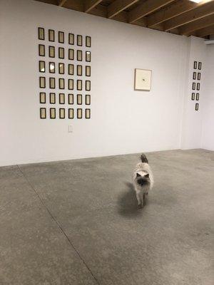 Wes Mills: drawing and a history / gallery cat