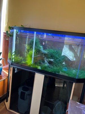 Fish tank