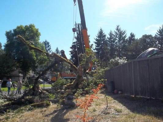 Crane out, removal of Oak off of house